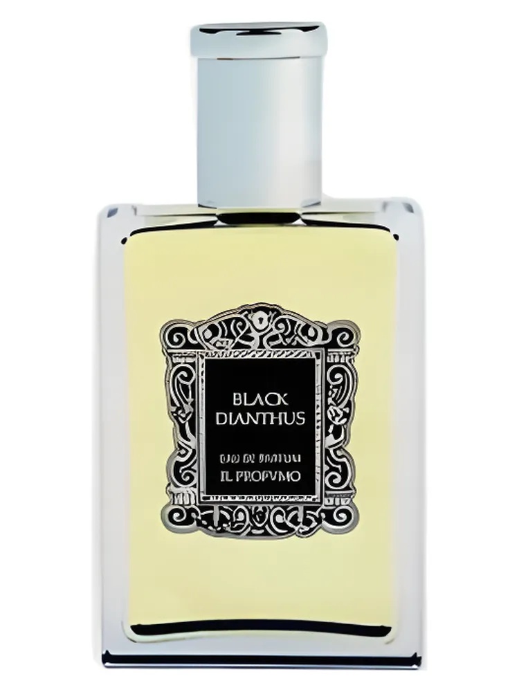 Black Dianthus thumbnail 2