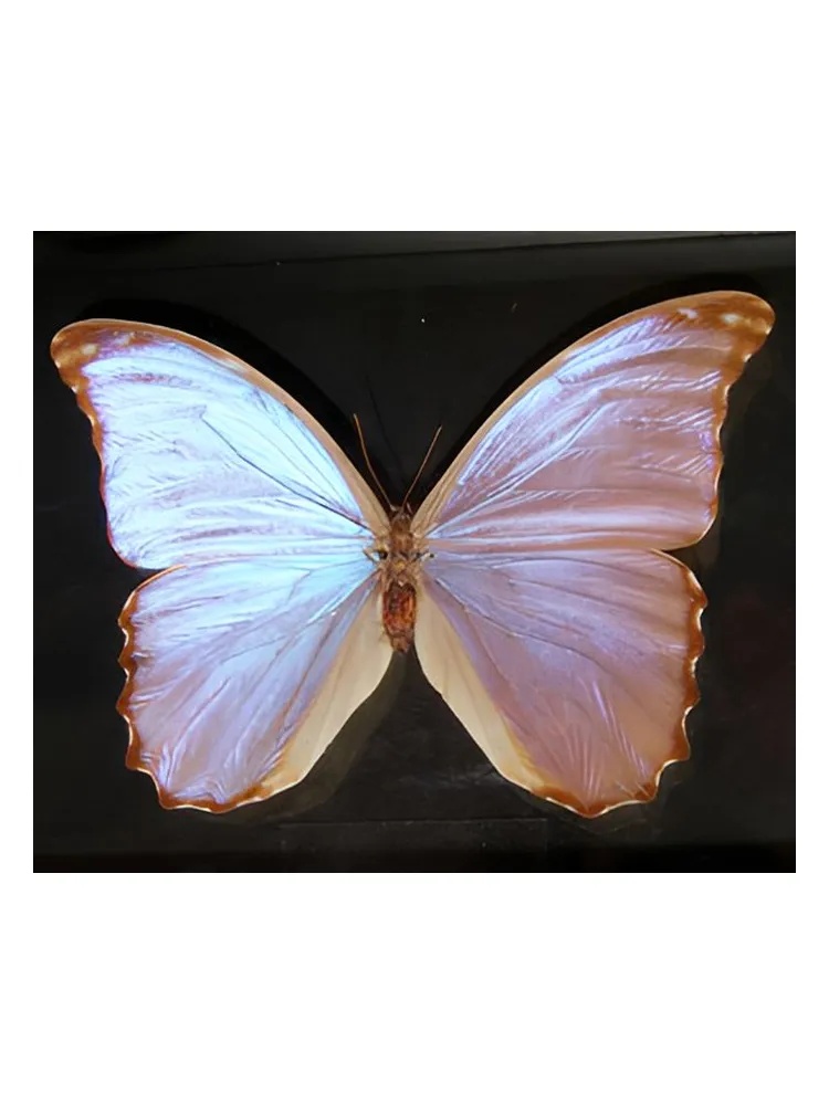 Butterfly for women