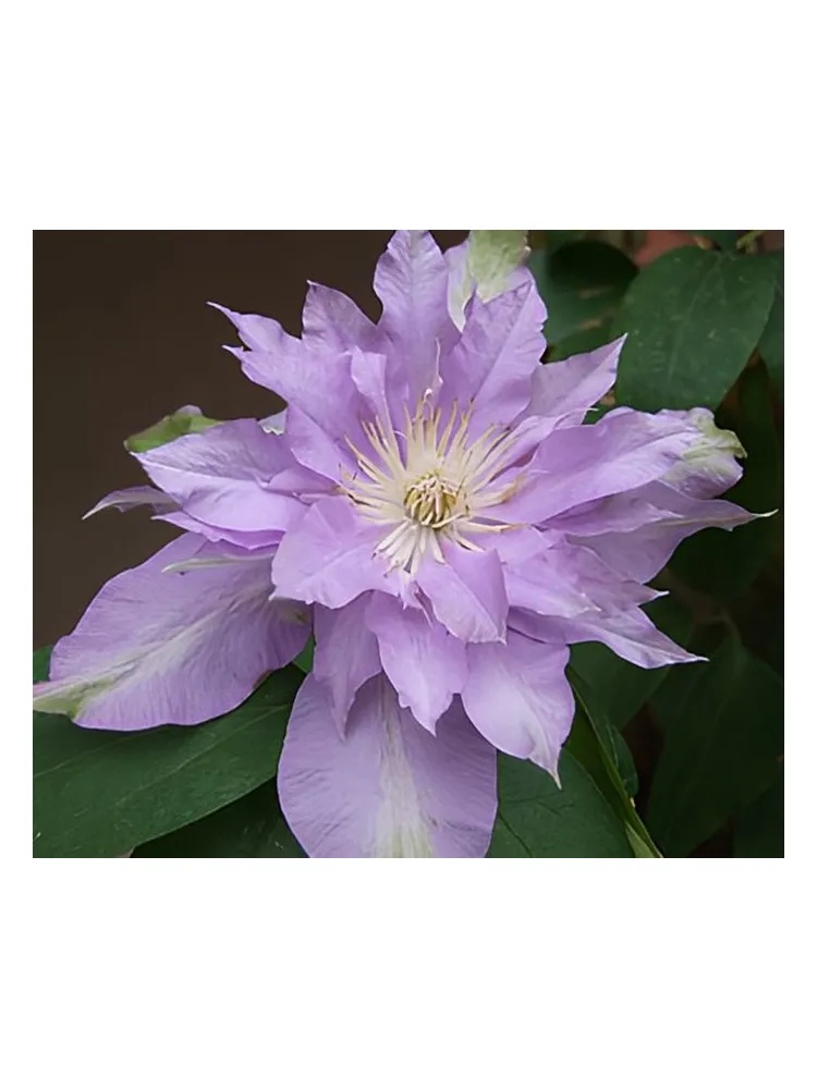 Miniatura 2 de Fleur De Lilac