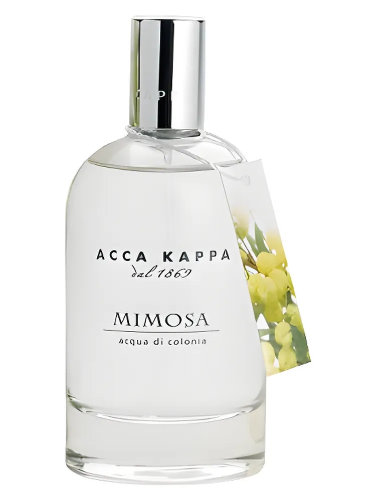 Mimosa thumbnail 2