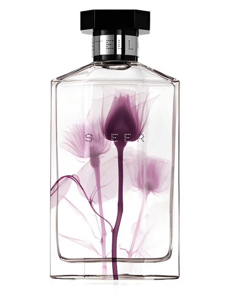 Sheer Stella 2011 for women